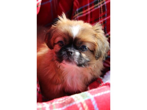 Pekingese-DOG-Female-Red-6098-Petland Montgomery, Alabama