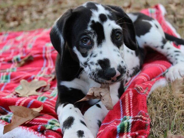 Great Dane DOG Female Harlequin 6097 Petland Montgomery, Alabama