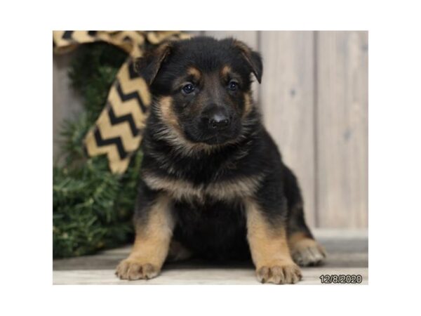 German Shepherd Dog DOG Male Black / Red 6110 Petland Montgomery, Alabama