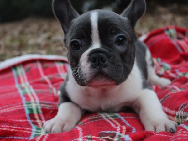 French Bulldog DOG Male Blue / White 6104 Petland Montgomery, Alabama