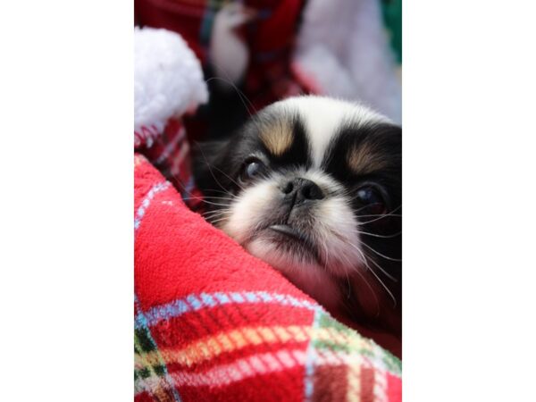 Pekingese DOG Male Black / White 6099 Petland Montgomery, Alabama