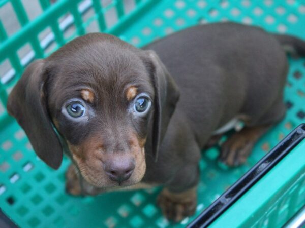 Dachshund DOG Female Chocolate / Tan 6103 Petland Montgomery, Alabama