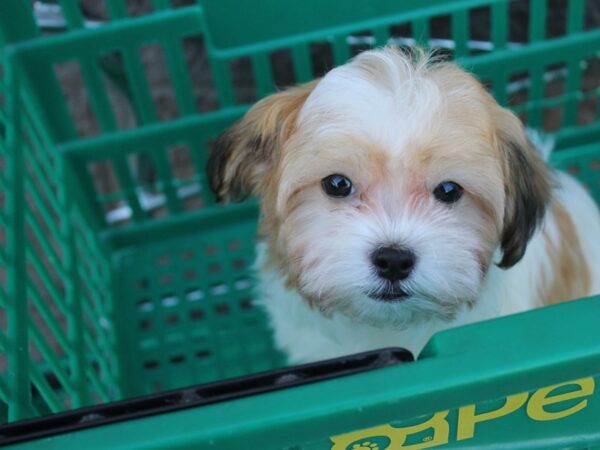 Havanese DOG Male Gold 6105 Petland Montgomery, Alabama