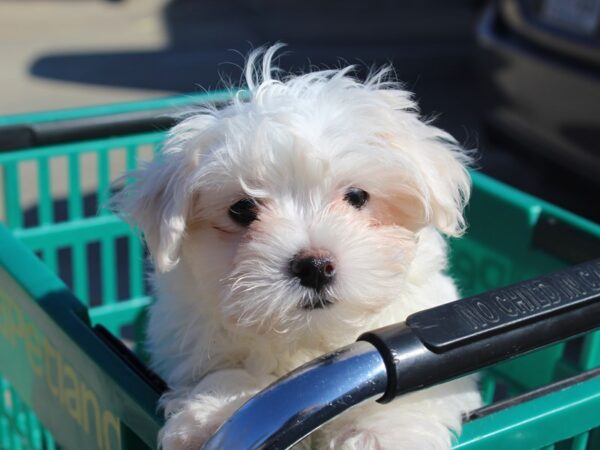 Maltese DOG Male White 6102 Petland Montgomery, Alabama