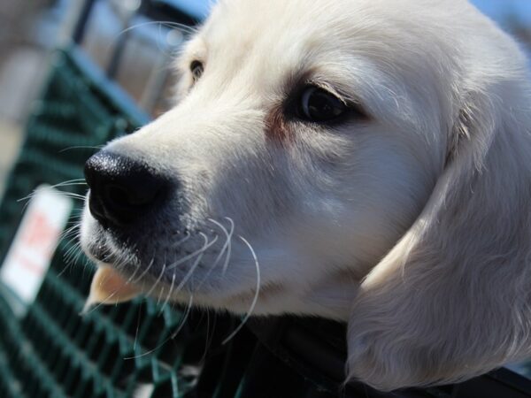 Golden Retriever DOG Male Cream 6101 Petland Montgomery, Alabama