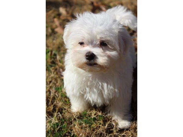 Maltese DOG Male White 6106 Petland Montgomery, Alabama