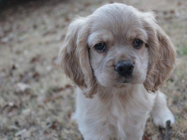 Cocker Spaniel DOG Female Buff 6107 Petland Montgomery, Alabama