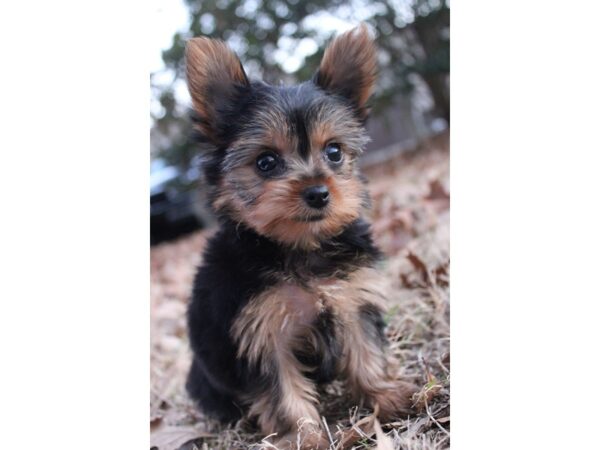 Yorkshire Terrier DOG Female Black / Tan 6111 Petland Montgomery, Alabama