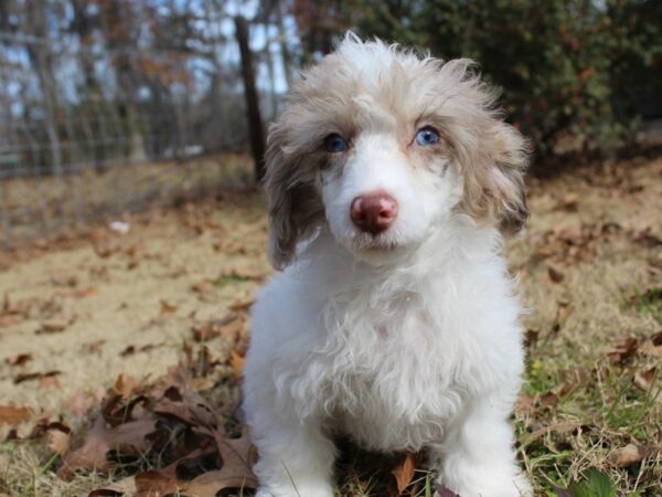 Miniature Poodle DOG Female Chocolate Merle 6114 Petland Montgomery, Alabama