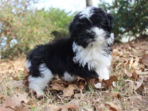 Havanese DOG Female Black 6112 Petland Montgomery, Alabama