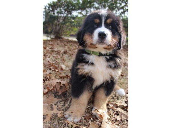 Bernese Mountain Dog DOG Female Black / Rust 6108 Petland Montgomery, Alabama