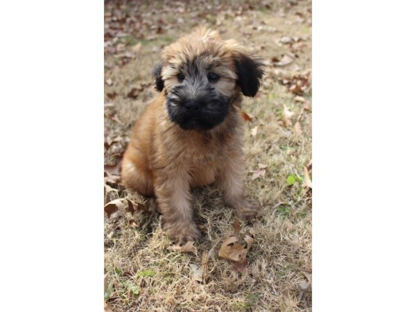 Soft Coated Wheaten Terrier DOG Female Wheaten 6109 Petland Montgomery, Alabama