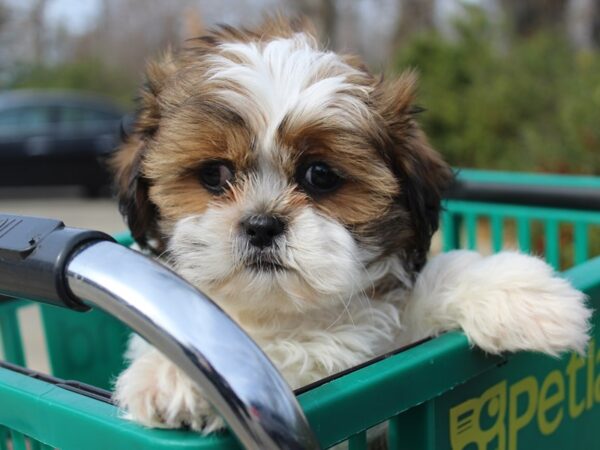 Shih Tzu-DOG-Male-Brown / White-6123-Petland Montgomery, Alabama