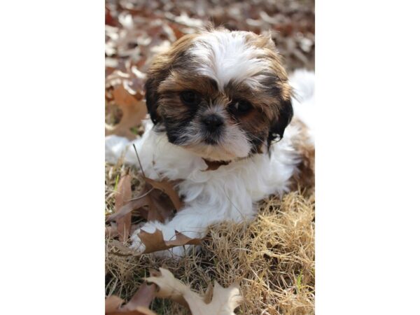 Shih Tzu DOG Female Brown / White 6122 Petland Montgomery, Alabama