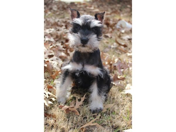 Miniature Schnauzer DOG Female Black / Silver 6116 Petland Montgomery, Alabama