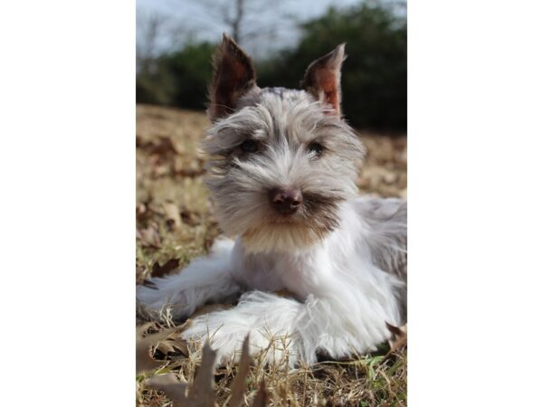 Miniature Schnauzer DOG Male Chocolate Merle 6115 Petland Montgomery, Alabama