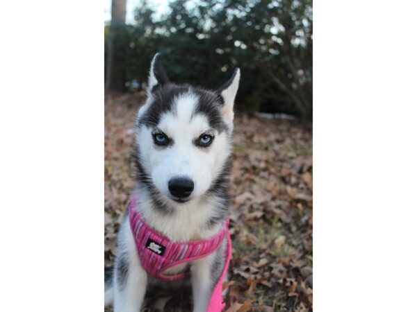 Siberian Husky DOG Female Black / White 6120 Petland Montgomery, Alabama