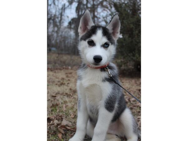 Siberian Husky DOG Male Black / White 6121 Petland Montgomery, Alabama