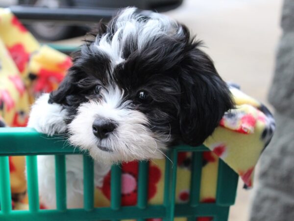 Teddy Bear DOG Male Black / White 6125 Petland Montgomery, Alabama