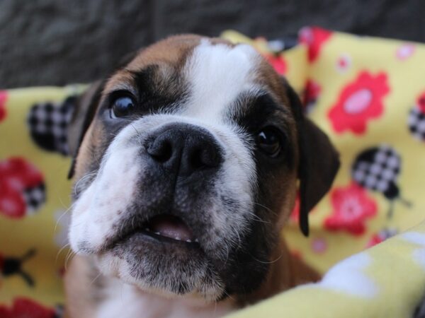 English Bulldog-DOG-Male-Red-6118-Petland Montgomery, Alabama