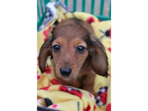 Dachshund-DOG-Male-DAPPLE-3099057-Petland Montgomery, Alabama