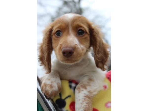 Dachshund DOG Male RED WHITE 6127 Petland Montgomery, Alabama