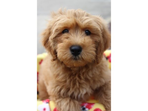 Goldendoodle Mini 2nd Gen DOG Male Golden 6124 Petland Montgomery, Alabama