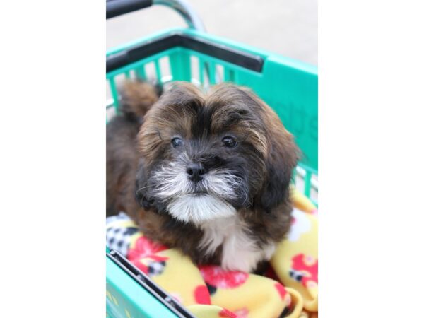 Lhasapoo DOG Female Brown 6119 Petland Montgomery, Alabama