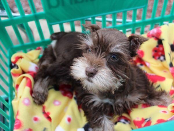 Miniature Schnauzer DOG Male Chocolate 6117 Petland Montgomery, Alabama