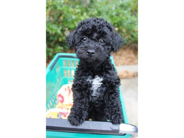 Poodle/Havanese-DOG-Female-Black-6137-Petland Montgomery, Alabama