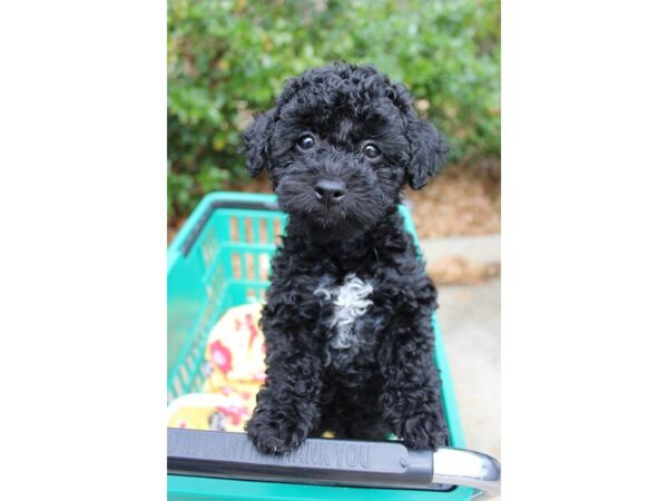 Poodle/Havanese DOG Female Black 6137 Petland Montgomery, Alabama