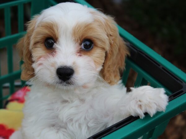 Cavalier King/Bichon DOG Male Blenheim 6136 Petland Montgomery, Alabama