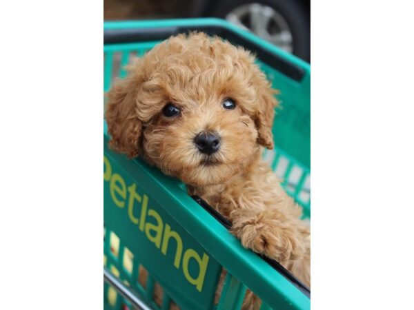 Miniature Poodle-DOG-Male-Red-6129-Petland Montgomery, Alabama