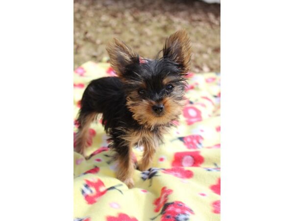 Yorkshire Terrier-DOG-Male-Black / Tan-6128-Petland Montgomery, Alabama