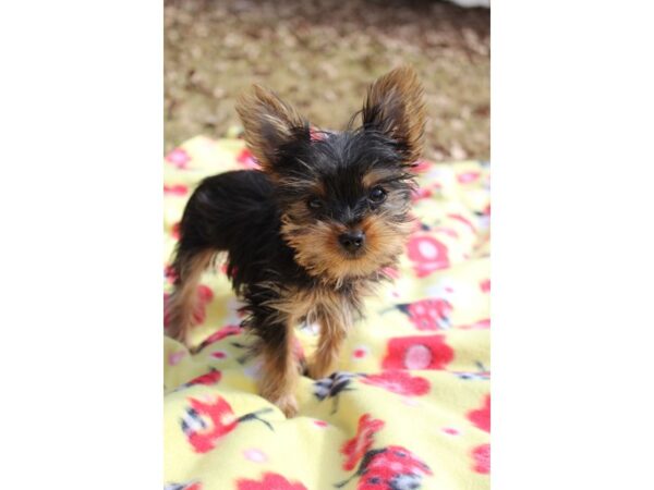 Yorkshire Terrier DOG Male Black / Tan 6128 Petland Montgomery, Alabama