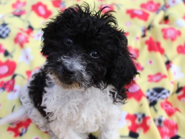 Coton De Tulear DOG Female Black / White 6131 Petland Montgomery, Alabama