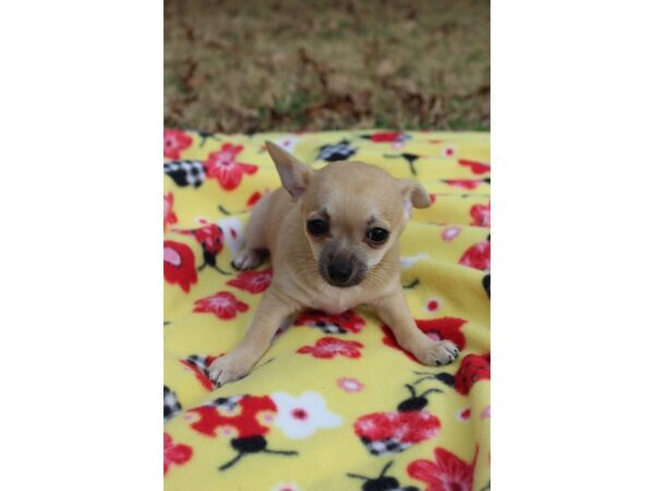 Chihuahua DOG Male Fawn Sable 6133 Petland Montgomery, Alabama