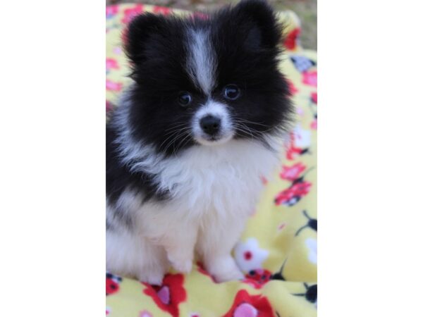 Pomeranian DOG Male Black 6134 Petland Montgomery, Alabama