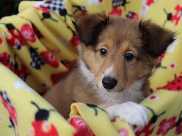 Shetland Sheepdog DOG Female Sable / White 6132 Petland Montgomery, Alabama