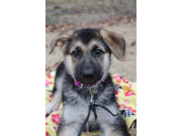 German Shepherd Dog DOG Female Black / Tan 6130 Petland Montgomery, Alabama