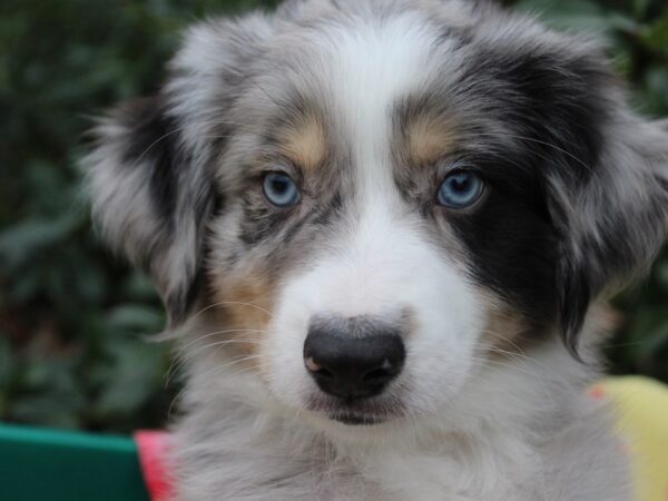 Miniature Australian Shepherd DOG Male Blue Merle 6135 Petland Montgomery, Alabama