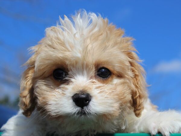 Cavachon-DOG-Female-Blenheim-6143-Petland Montgomery, Alabama