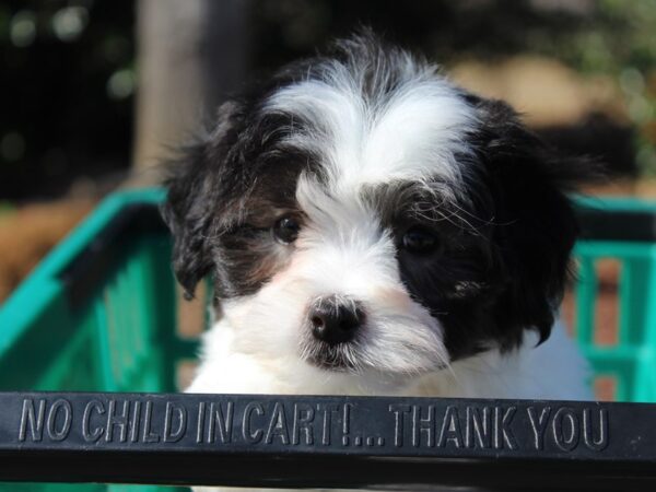 Havanese DOG Male Black / White 6140 Petland Montgomery, Alabama