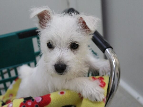 West Highland White Terrier DOG Female White 6141 Petland Montgomery, Alabama