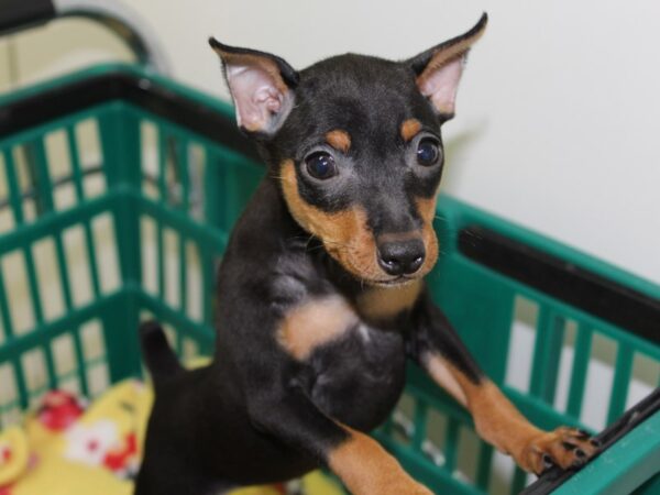 Female miniature pinscher for sale hotsell