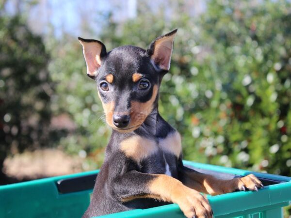 Miniature Pinscher-DOG-Male-Black / Tan-6145-Petland Montgomery, Alabama