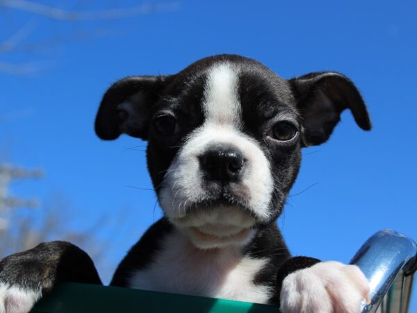 Boston Terrier DOG Male Black / White 6142 Petland Montgomery, Alabama