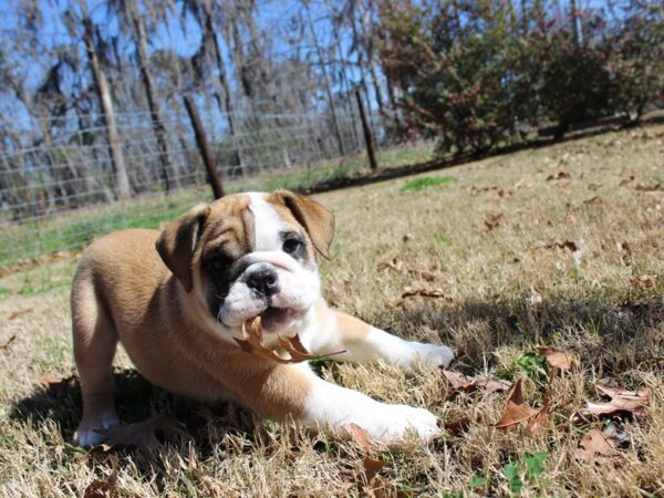 English Bulldog-DOG-Female-Red-6138-Petland Montgomery, Alabama