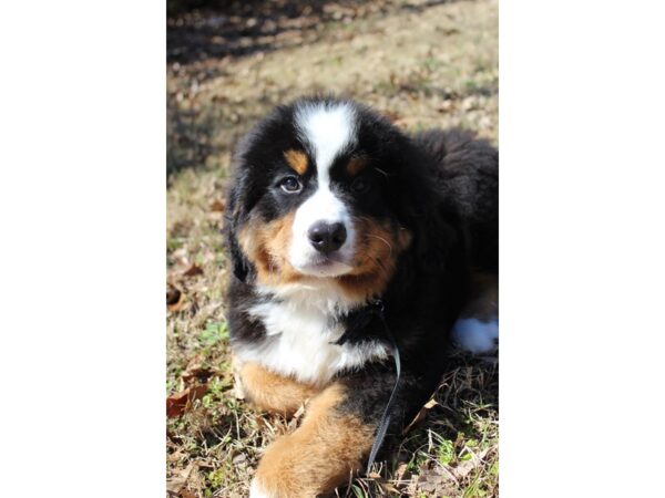 Bernese Mountain Dog-DOG-Male-Black Rust / White-6139-Petland Montgomery, Alabama