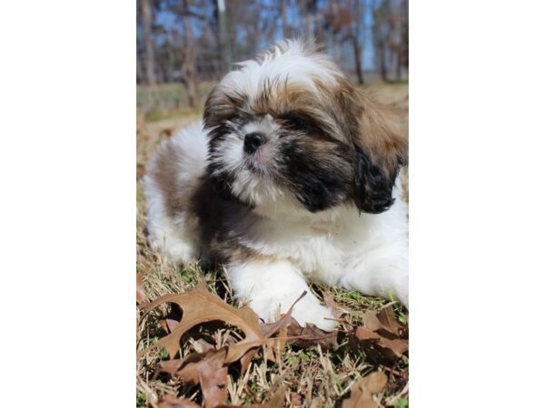 Shih Tzu DOG Male Sable / White 6148 Petland Montgomery, Alabama